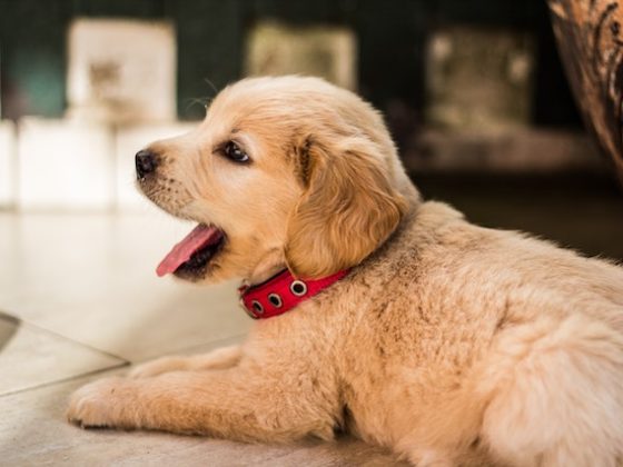 The Power of Patience: Why Consistency is Key in Pet Training