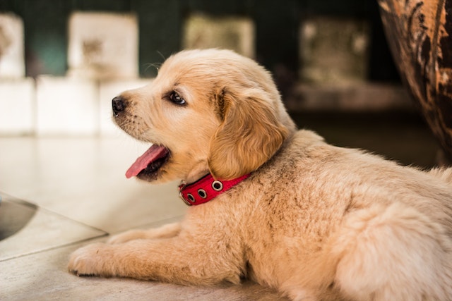 The Power of Patience: Why Consistency is Key in Pet Training