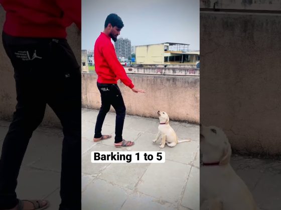Barking your dog #dog #dogtraining #labrador #lab #training #howtotrainadog