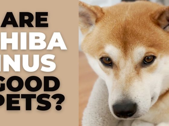 Are Shiba Inus Good Pets? 10 Pros and Cons of Owning a Shiba