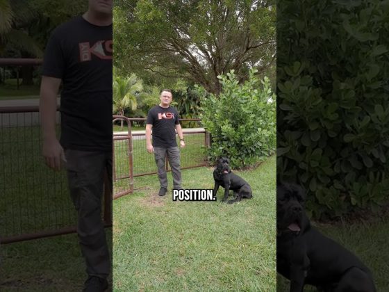 Greeting a New Dog 101