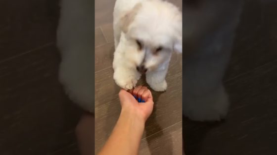 How To Train Your Dog Paw #shorts
