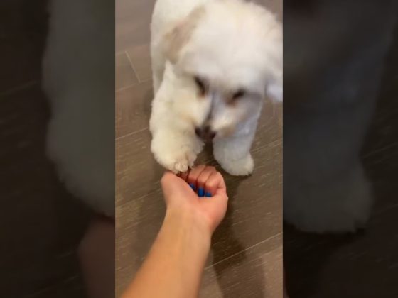 How To Train Your Dog Paw #shorts