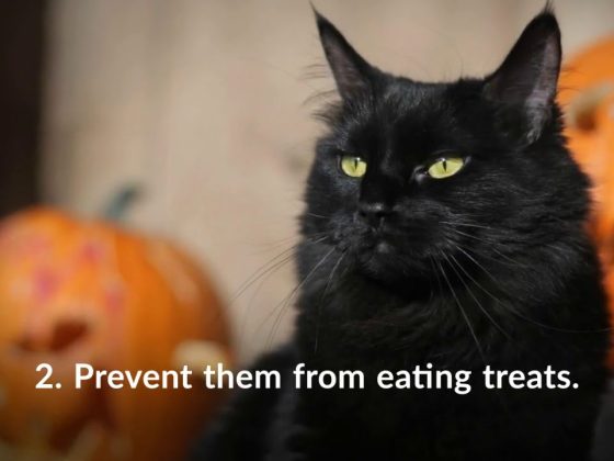 5 Tips For a Safe Halloween With Your Pets