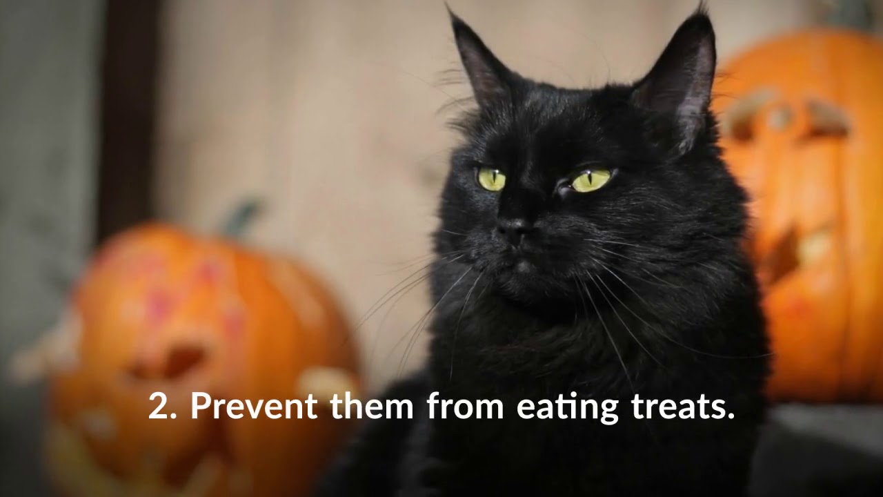 5 Tips For a Safe Halloween With Your Pets