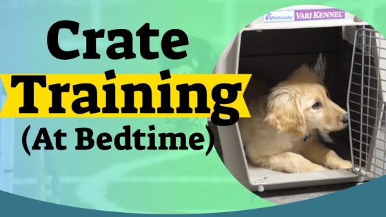 How to Crate Train A Puppy At Night – Crate training for puppies