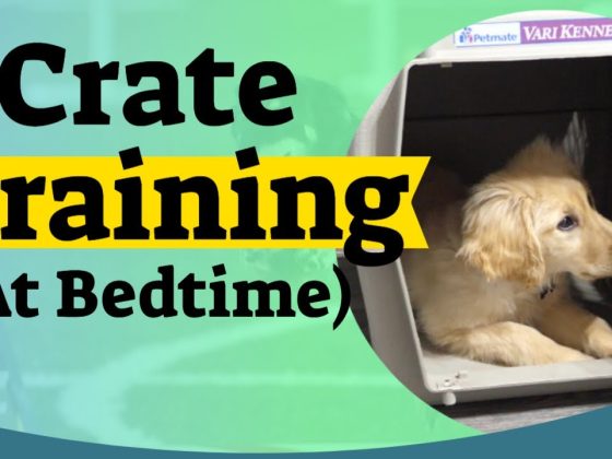 How to Crate Train A Puppy At Night – Crate training for puppies