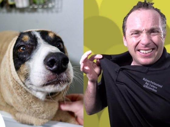 Simple Hacks To Bath Your Dog – Professional Dog Training Tips