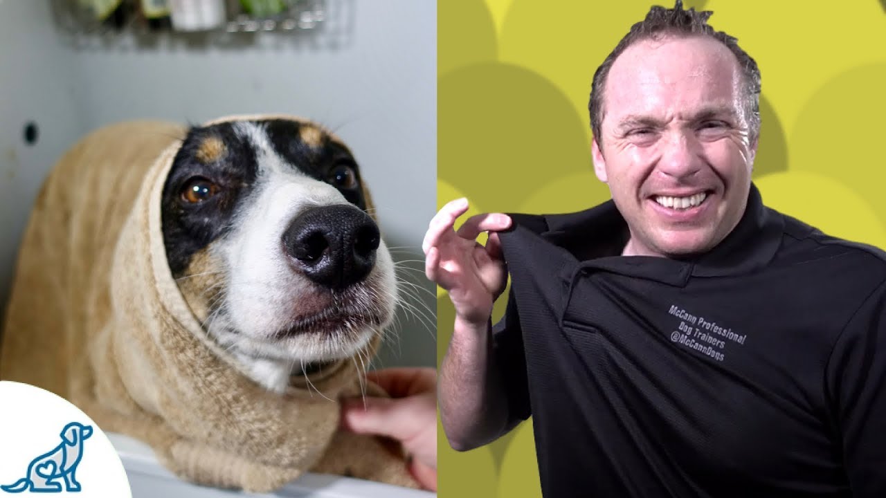 Simple Hacks To Bath Your Dog – Professional Dog Training Tips