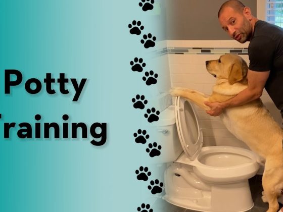 How do you potty train your dog? #labrador #dogtraining