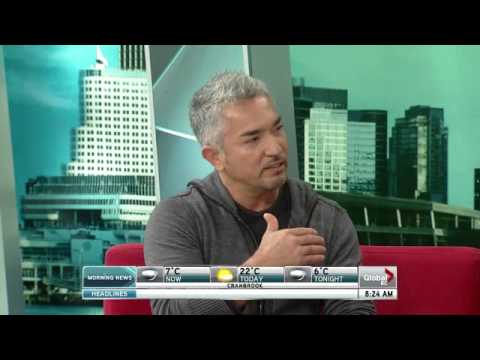Cesar Millan's tips for difficult pets