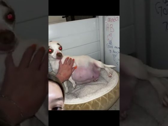Have you seen a dog giving birth to puppies?