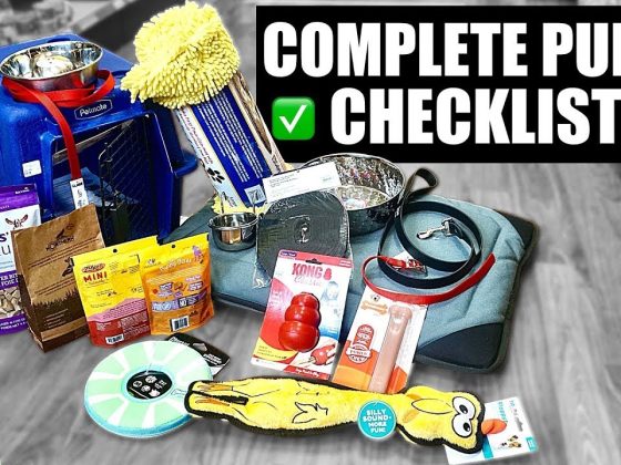 10 Things You'll Need For Your New Puppy