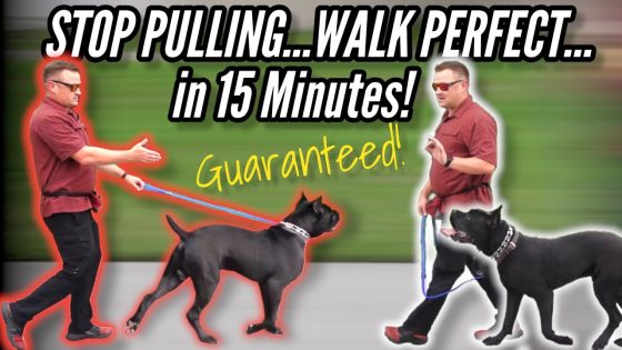 How to STOP your DOG PULLING on LEASH…GUARANTEED!  / / Dog Trainer's Secret Revealed