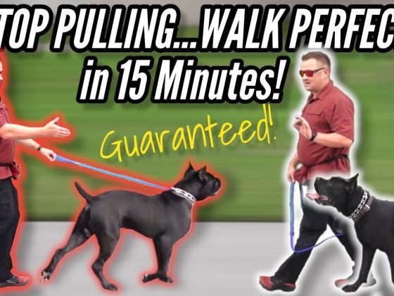 How to STOP your DOG PULLING on LEASH…GUARANTEED!  / / Dog Trainer's Secret Revealed