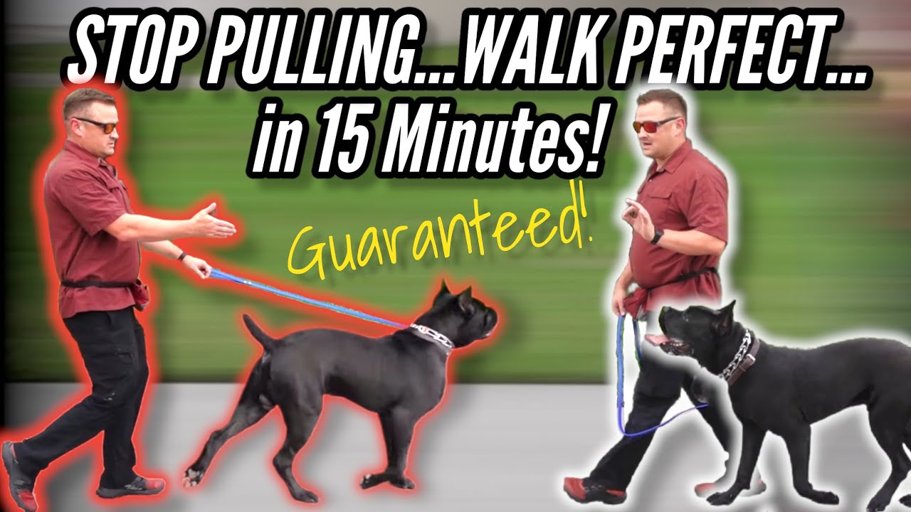 How to STOP your DOG PULLING on LEASH…GUARANTEED!  / / Dog Trainer's Secret Revealed