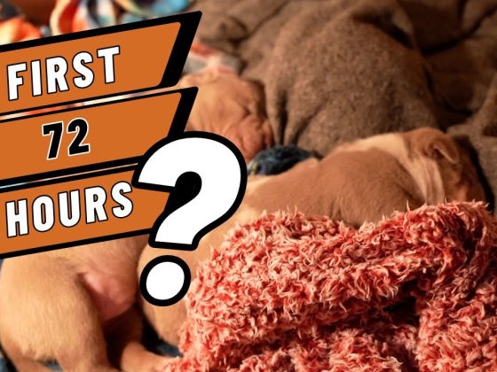 The First 72 Hours: Newborn Puppies