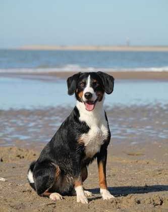 Unleash Your Pooch’s Potential: Fun Dog Training Tips!
