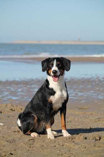 Unleash Your Pooch’s Potential: Fun Dog Training Tips!