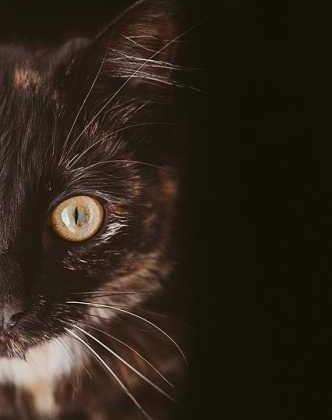 Whiskers & Purrs: The Ultimate Guide to Your Feline Friend