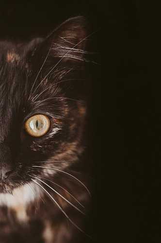 Whiskers & Purrs: The Ultimate Guide to Your Feline Friend