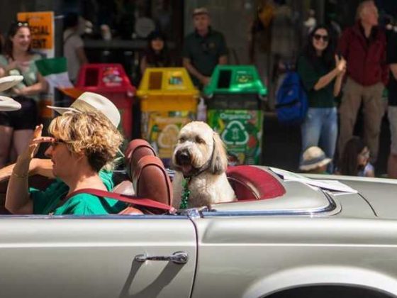 “Traveling with Pets? Here’s Your Guide to Health Certificates!”