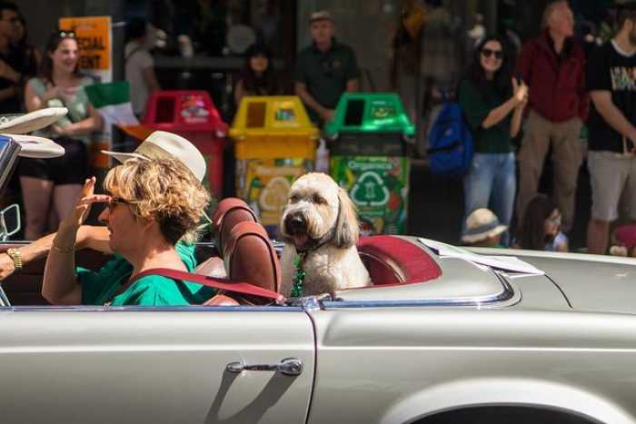 “Traveling with Pets? Here’s Your Guide to Health Certificates!”