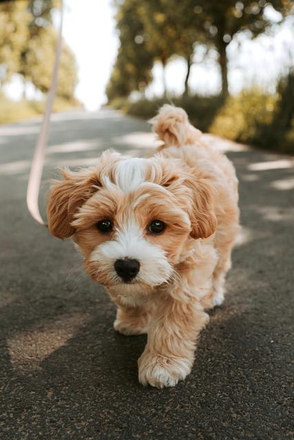Choosing the Perfect Pup for Your Family Adventure