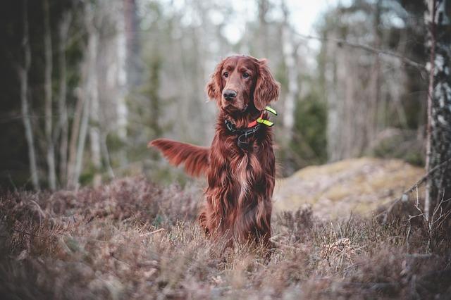 Get Your Pooch Pumped: The Power of Play in âTraining