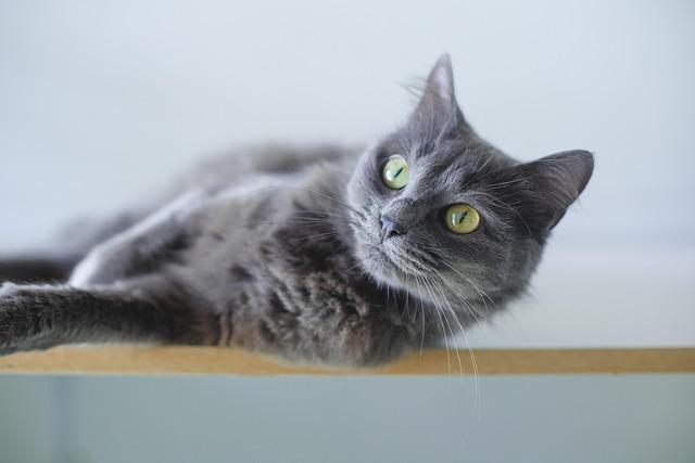 Creating the purrfect Home Environment for Your Feline