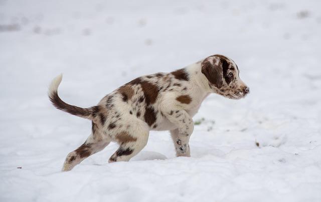 Essential Supplies Every New Puppy Parent Needs