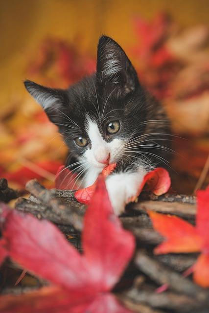 Must-Have Products for Happy and Healthy Kitties