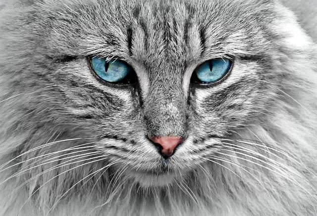 Playtime Essentials: Toys That Will Keep Your Cat Entertained