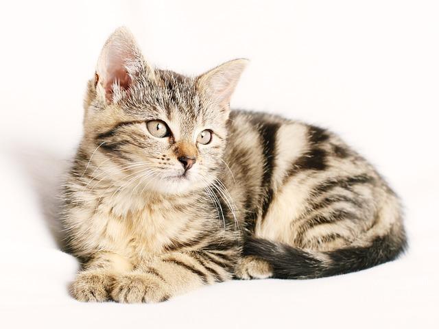 Understanding Your Cat's Unique Personality