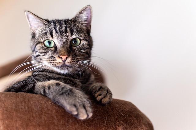 Ultimate Cat Comfort: cozy Beds and Snuggly Blankets