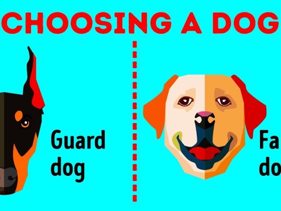 How to Choose the Perfect Dog Breed Just for You