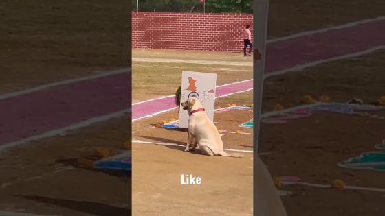 INDIAN ARMY DOGS TRAINING 🇮🇳 #india #army #viral #dog