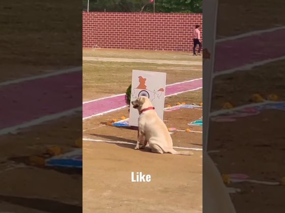INDIAN ARMY DOGS TRAINING 🇮🇳 #india #army #viral #dog