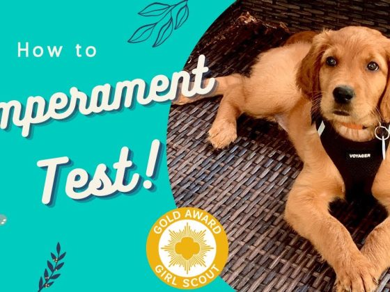 How to Temperament Test Puppies! •Service Dog Prospect Tips Included•