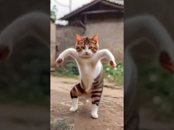 Cat Dance 😂 #shorts #cat #pet #dance #comedy