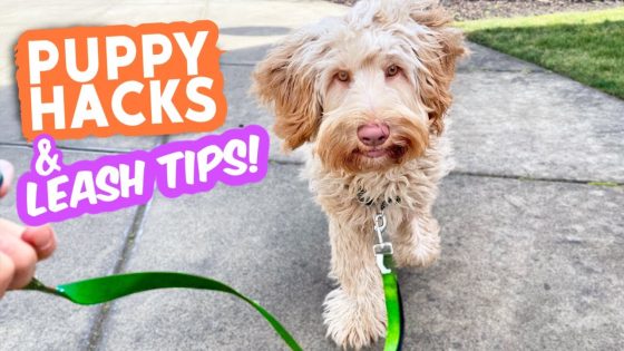 Puppy & Leash Tips that TRULY WORK! 🐶 Nobody talks about these and they're gamechangers!!!