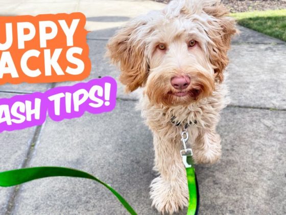 Puppy & Leash Tips that TRULY WORK! 🐶 Nobody talks about these and they're gamechangers!!!