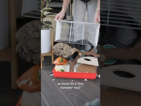 Stop using these cages #hamsters #pets #fyp