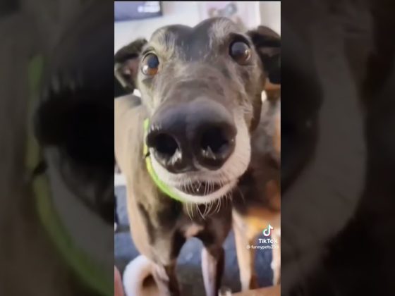 The funniest dog compilation you’ll see this week 🤣 #funny #funnydogs #funnyvideo #cutedogs