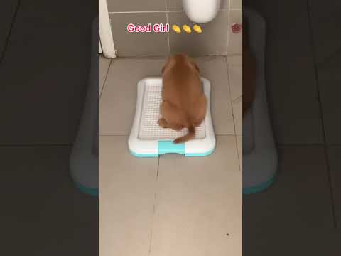 Training puppy to pee or potty on dog toilet and now is work.