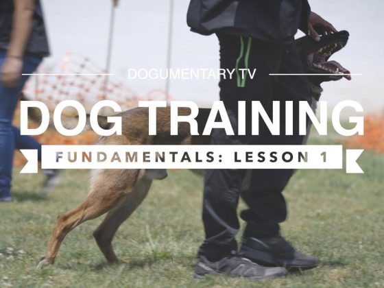 DOG TRAINING FUNDAMENTALS: LESSON 1