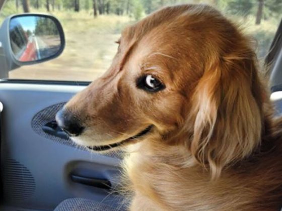 The world’s FUNNIEST DOGS 2024 are here! 🤣🤣🐶 Funniest Animal Videos