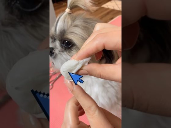 How to clean shihtzu’s eyes#grooming #eyes #cleaning #murphy