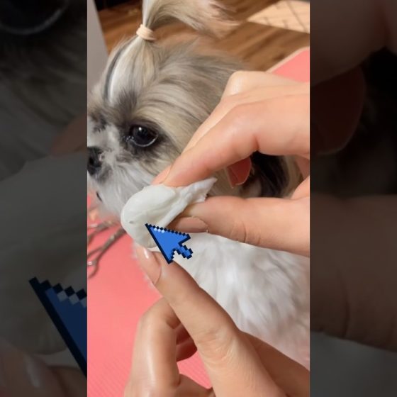 How to clean shihtzu’s eyes#grooming #eyes #cleaning #murphy