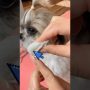 How to clean shihtzu’s eyes#grooming #eyes #cleaning #murphy
